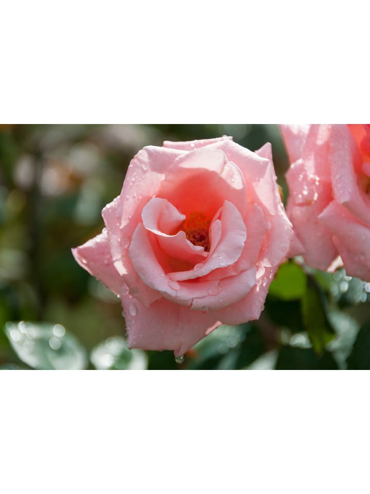 OH2 6er-Set: Grossblütige Rosen in Bunt günstig kaufen onesize