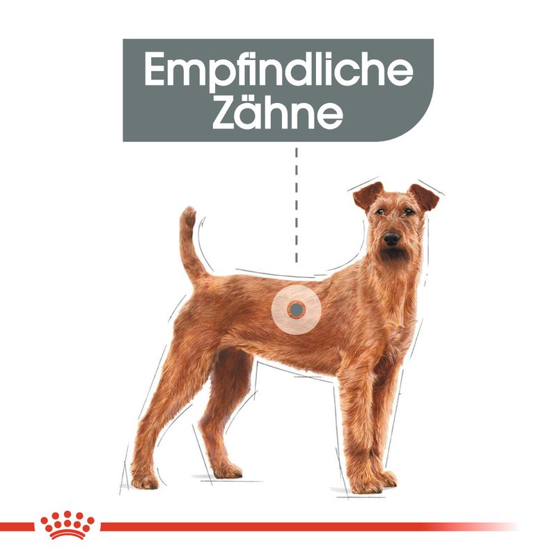 Royal Canin CCN Dental Care Medium