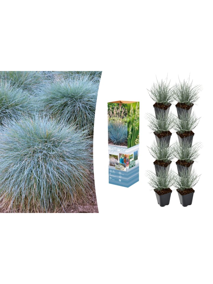 OH2 8er-Set: Festuca Glauca Elijah Blue in Blau günstig kaufen onesize