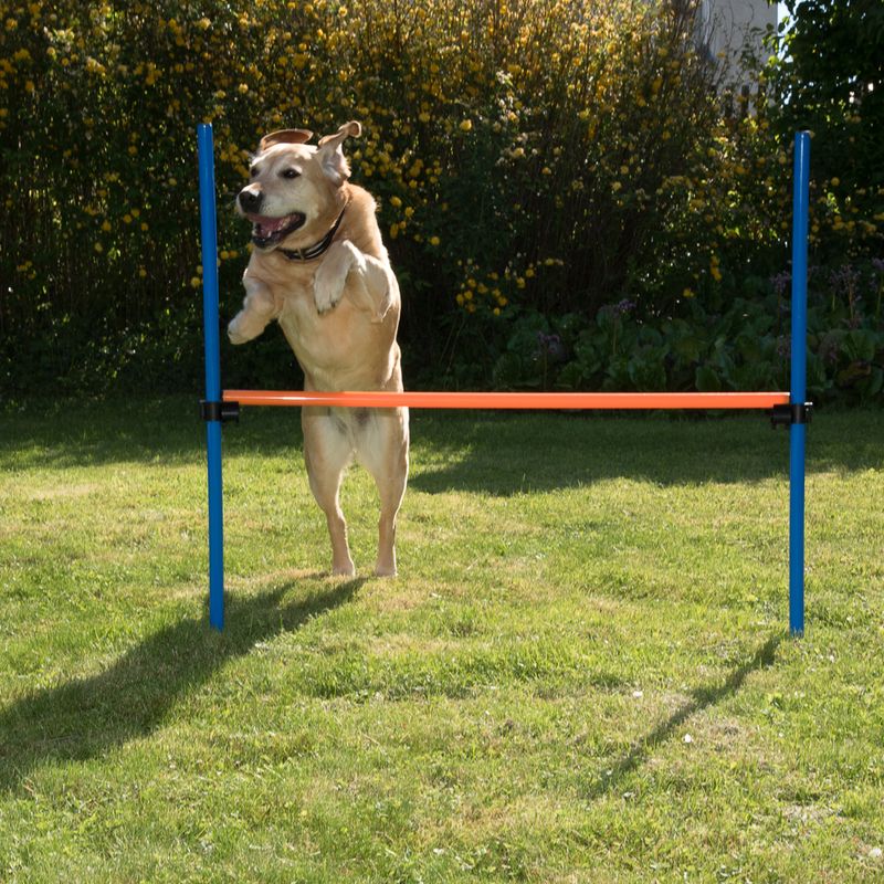 Agility Fun & Sport Hürde zu TOP-Preisen % | bitiba