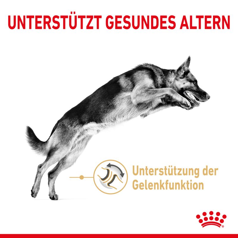 Royal Canin German Shepherd Adult 5+
