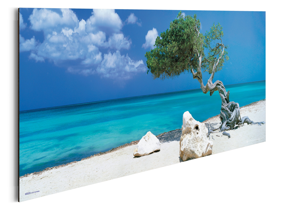 Bild Divi DiviI Baum