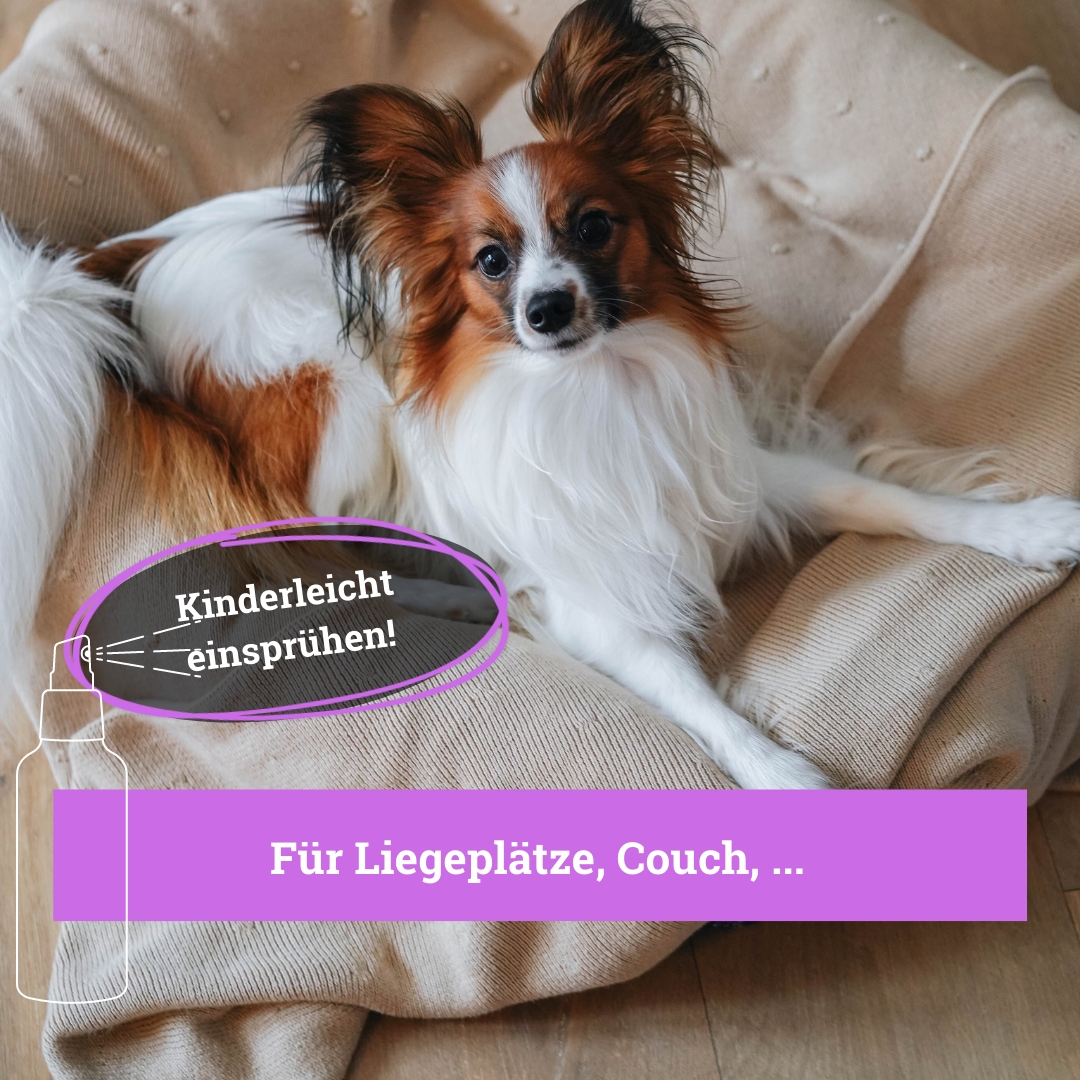 BeG Buddy Beruhigungsmittel BeG Buddy Coolness Sparset für Hunde