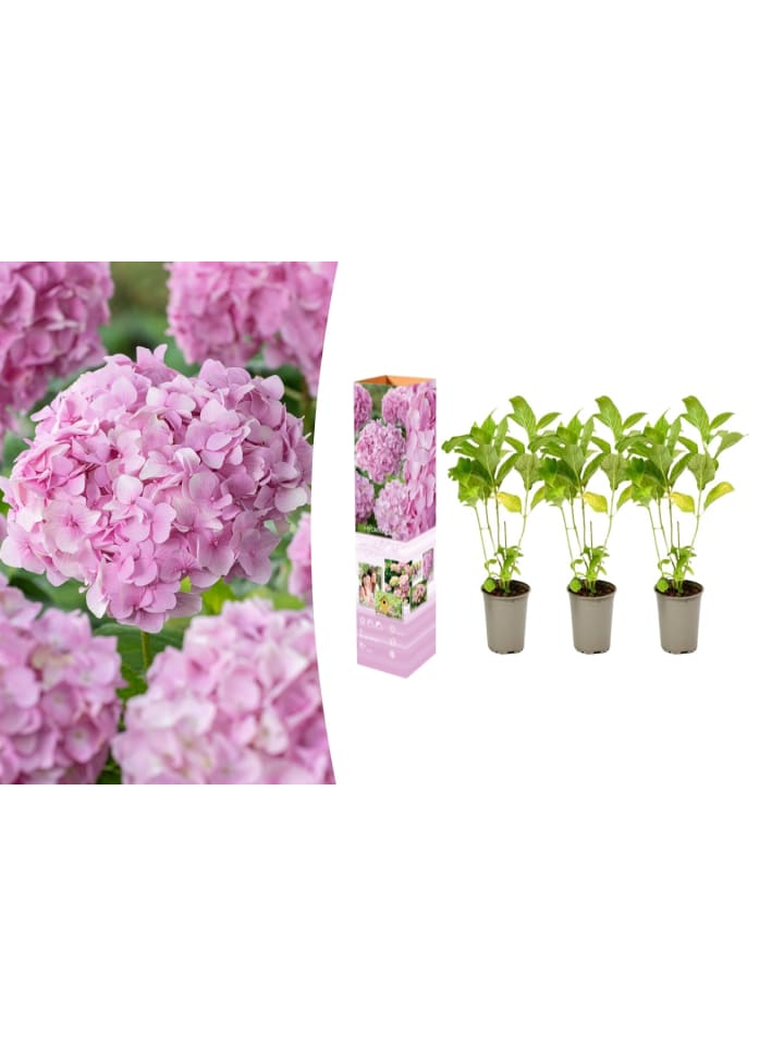 OH2 3-er: Set Hortensie (Hydrangea macrophylla) in Rosa günstig kaufen onesize