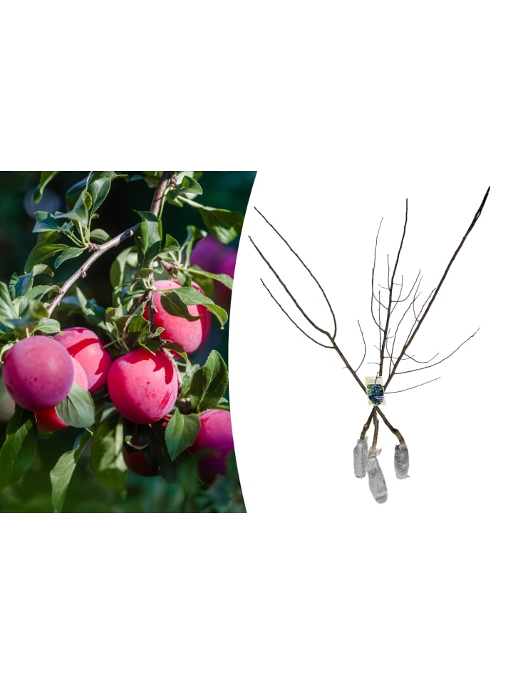 OH2 3er-Set: XXL Pflaume Hauszwetsche Obstbäume in Bunt günstig kaufen onesize