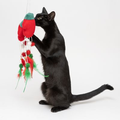Katzenspielzeug Türhänger Handschuhe