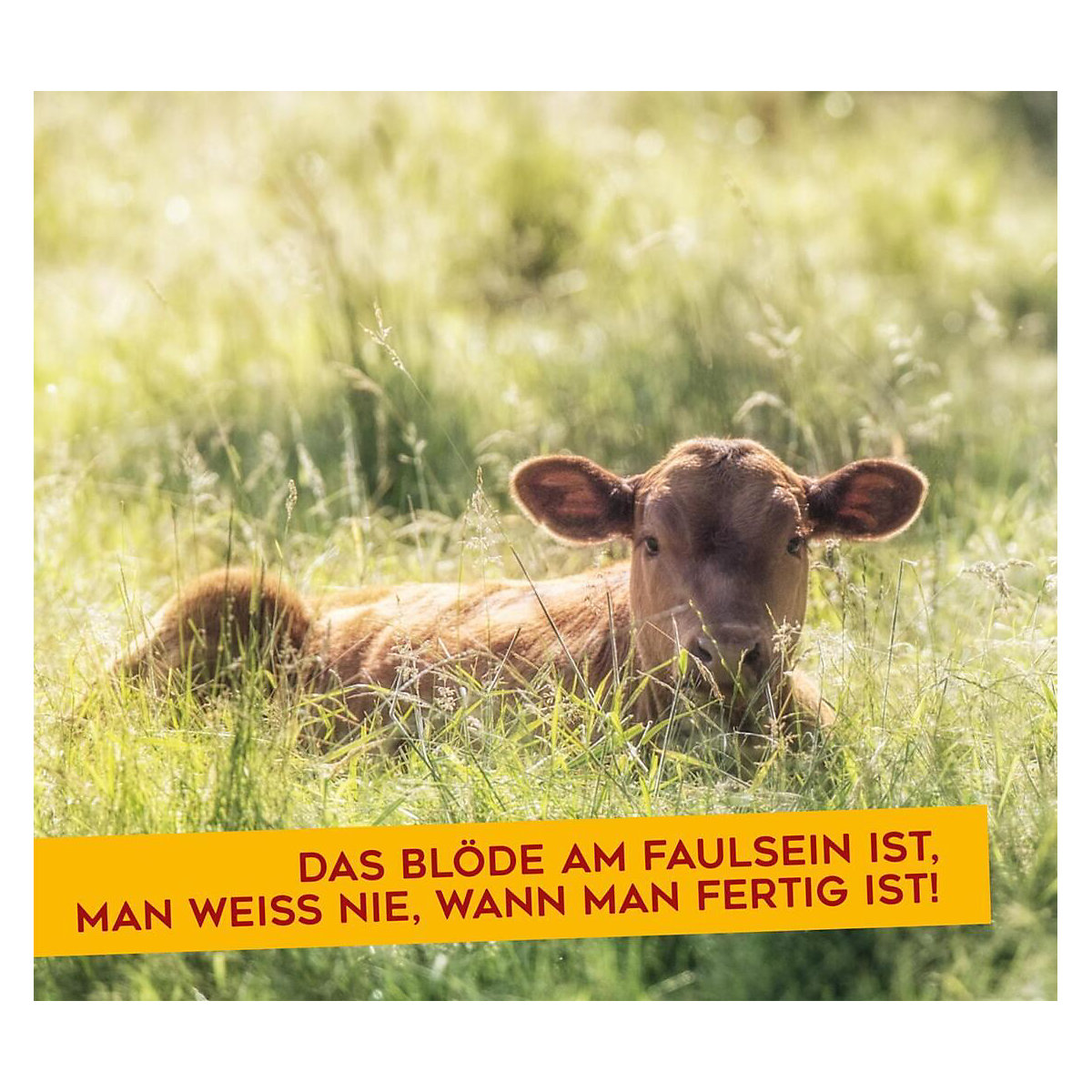 Für echte Tierfreunde