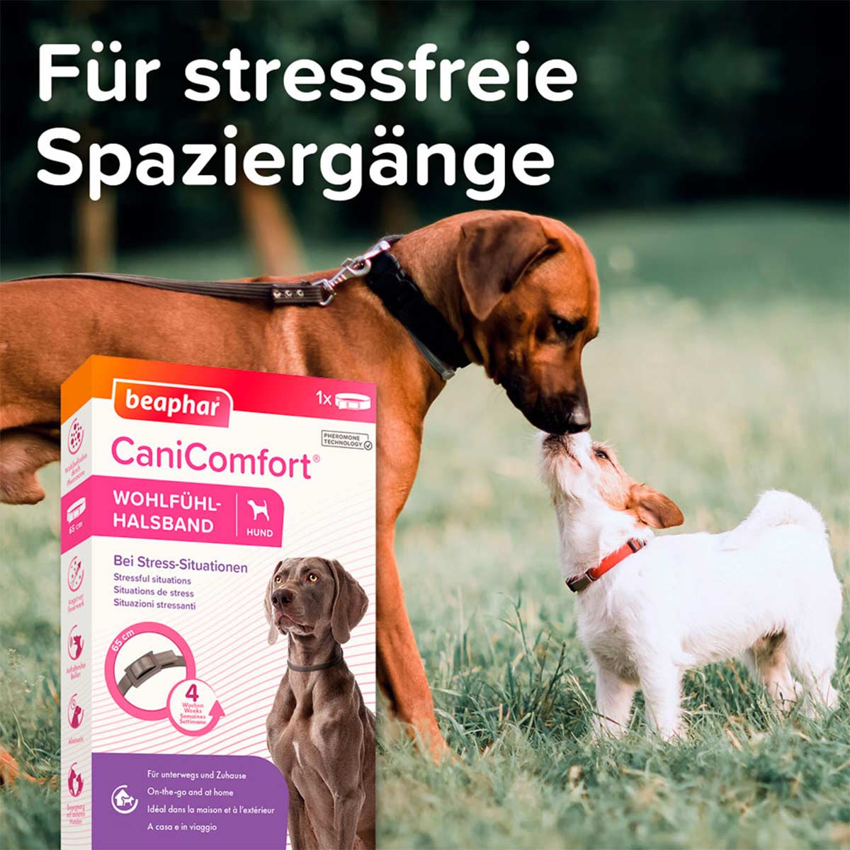 beaphar CaniComfort Wohlfühl Halsband kaufen bei ZooRoyal