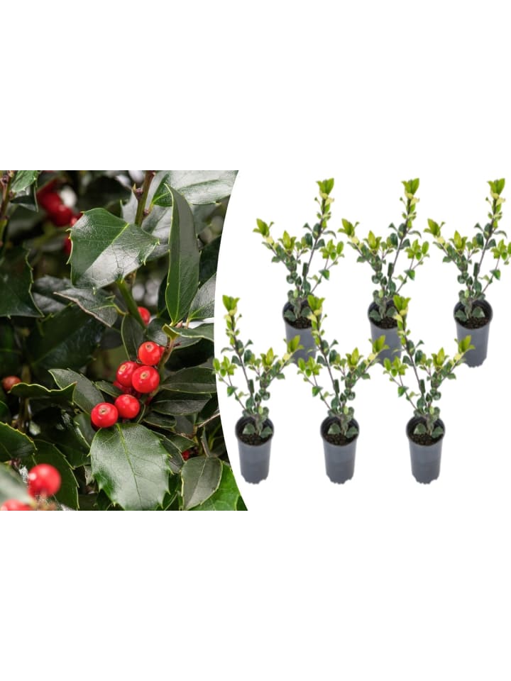 OH2 6er-Set Ilex meserveae 'Blue Maid in Grün günstig kaufen onesize