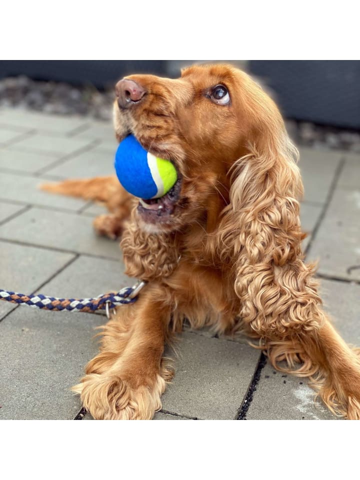 Intirilife Hunde Ballschleuder Ballwurfstab in Blau günstig kaufen onesize