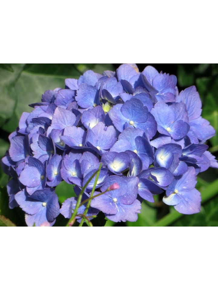 OH2 6er-Set Macrophylla Hortensien in Blau günstig kaufen onesize