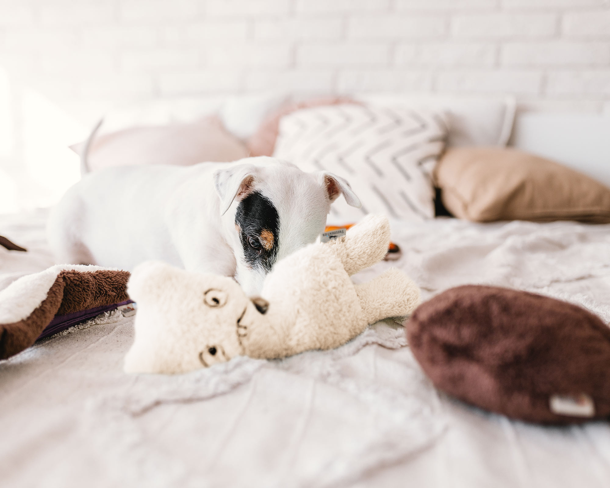 Freudentier Kuscheltiere Freudentier nachhaltiges Hundespielzeug Daniel