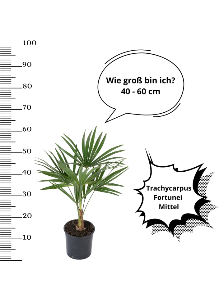 OH2 2er-Set: Trachycarpus fortunei Mittel in Grün günstig kaufen onesize