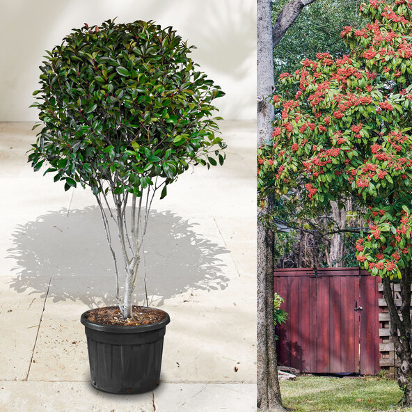 Photinia Red Robin, 220–240 cm