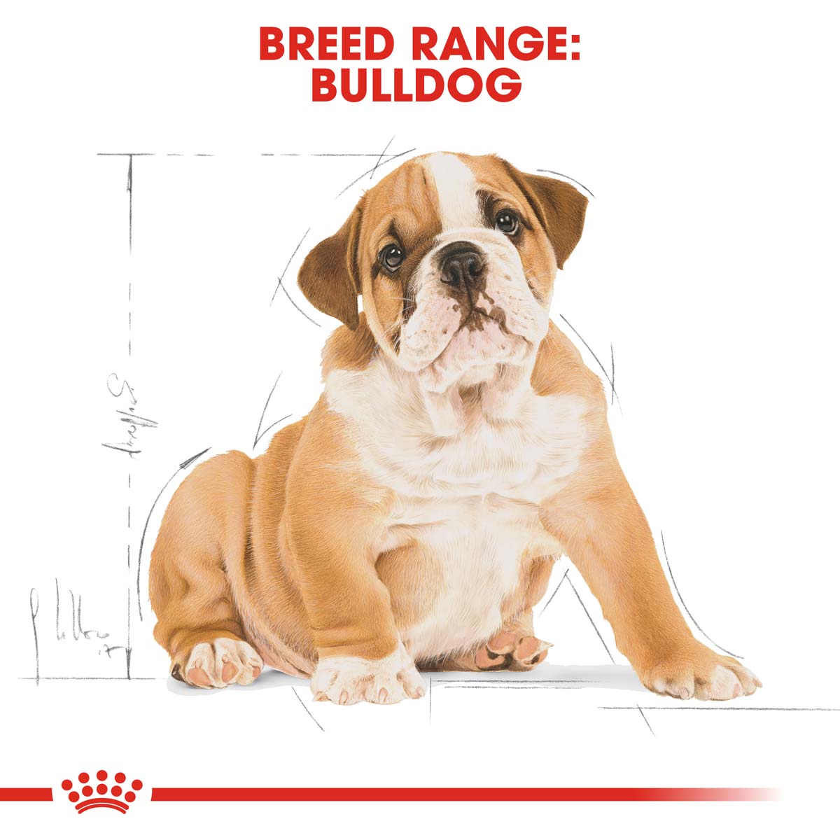 ROYAL CANIN Bulldog Puppy Welpenfutter trocken bei ZooRoyal