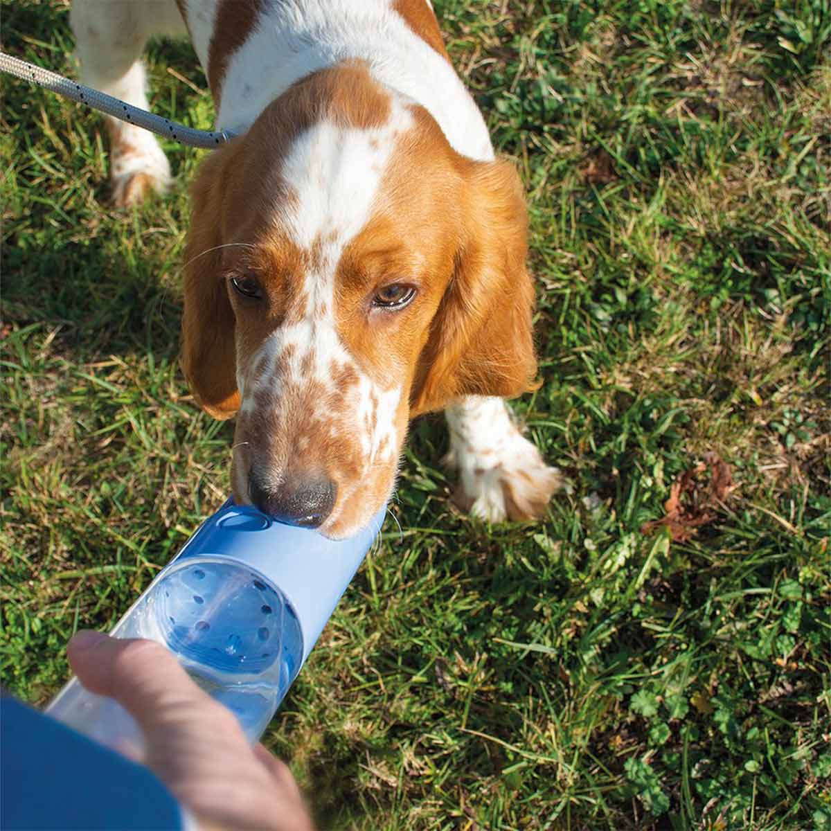 DUVO+ Trinkflasche 450ml blau günstig kaufen bei ZooRoyal
