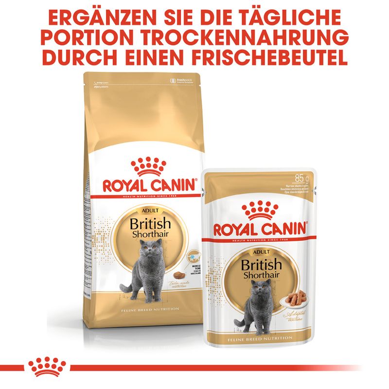 Royal Canin British Shorthair Adult zu TOP-Preisen | bitiba