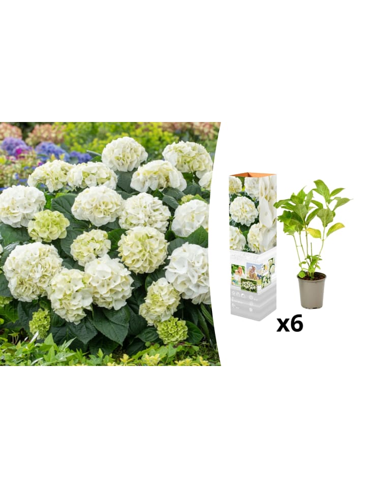 OH2 6-er: Set Hortensie (Hydrangea macrophylla) in Weiss günstig kaufen onesize