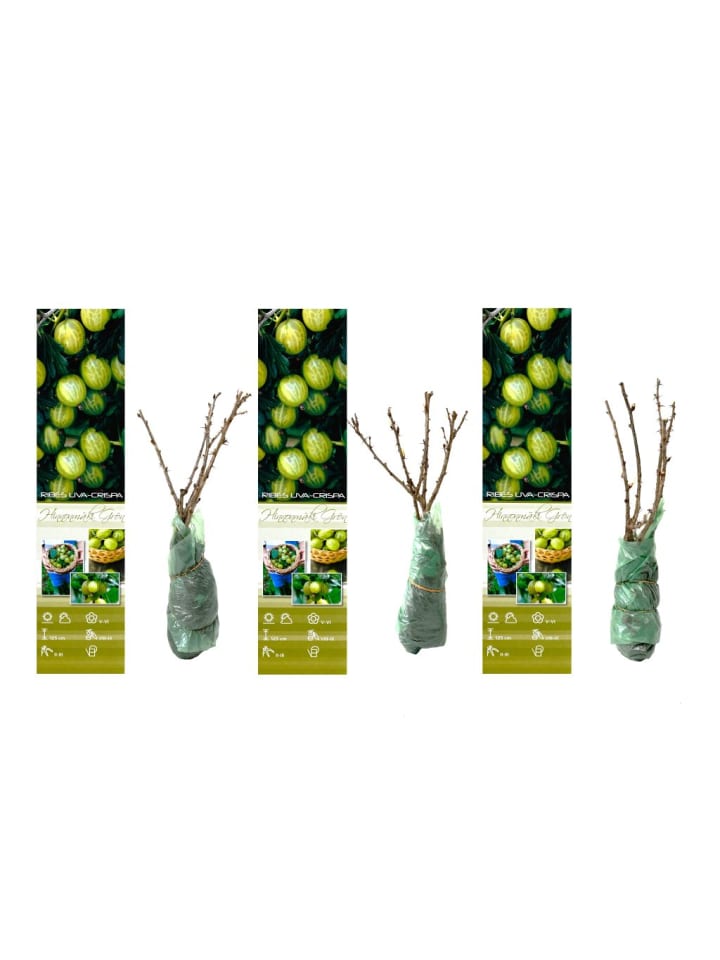 OH2 3er-Set Stachelbeeren in Grün günstig kaufen onesize