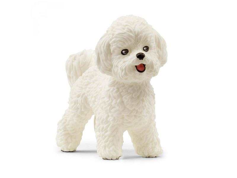 Bichon Frisé