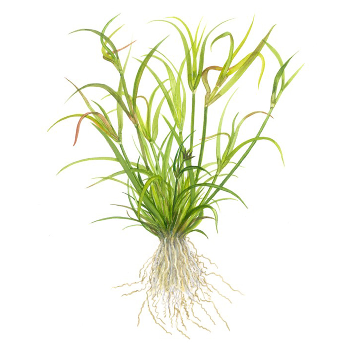 Tropica Aquariumpflanze Juncus repens günstig kaufen