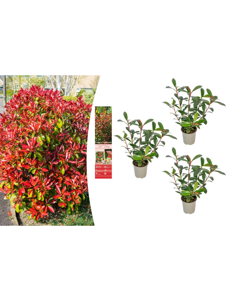 OH2 3er-Set: Photinia fras. 'Red Robin' Glanz Mispel in Bunt günstig kaufen onesize