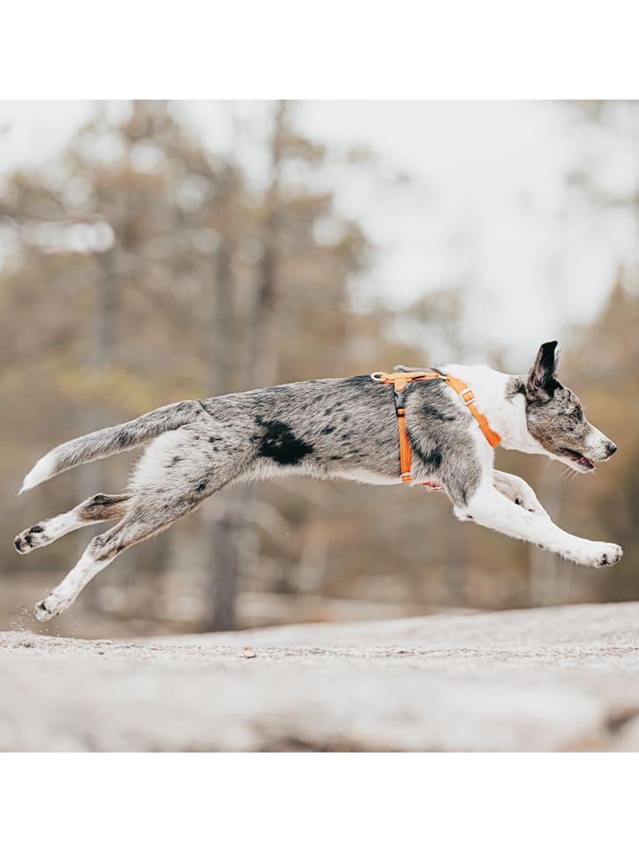 Paikka Hundegeschirr in Orange günstig kaufen