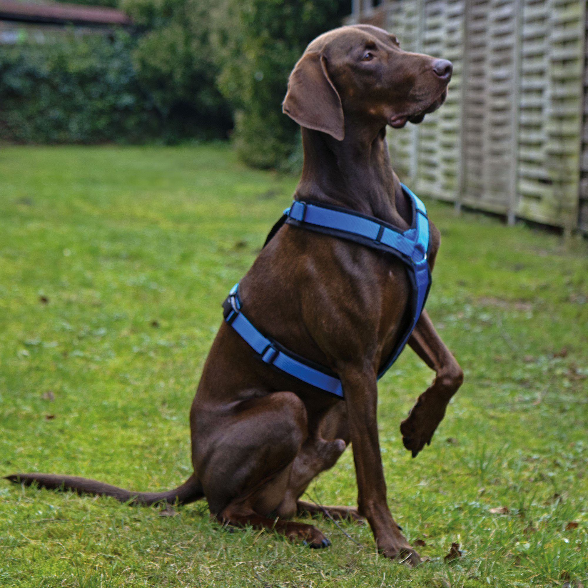 AnnyX Hunde-Geschirr Brustgeschirr Fun - gepolstert - superbequem, Nylon, gepolstert (vollunterlegt)