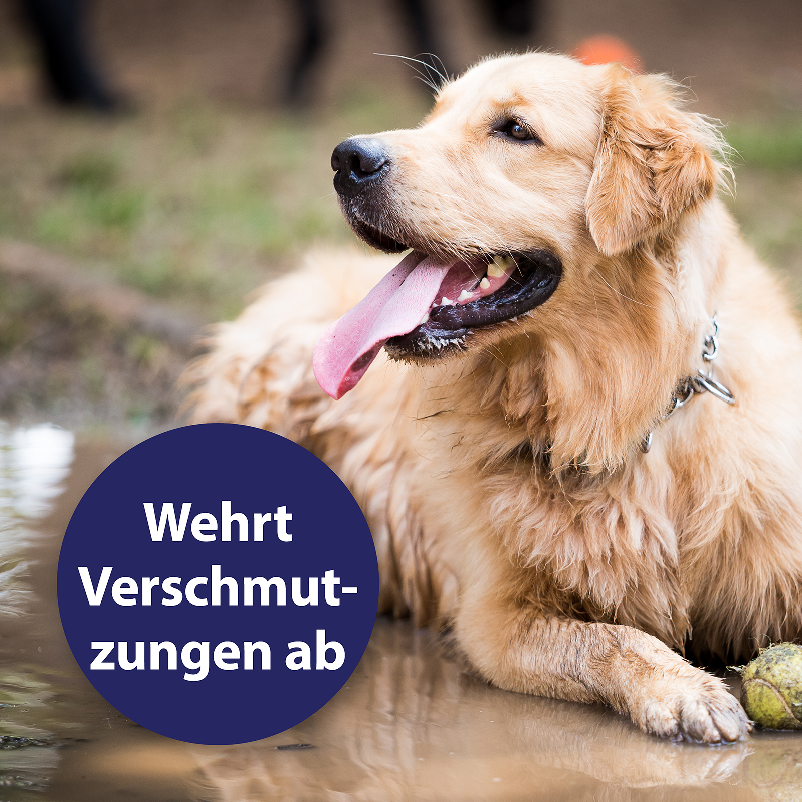 Canosept Fellpflege Canosept Fellpflegespray für Hunde 250 ml