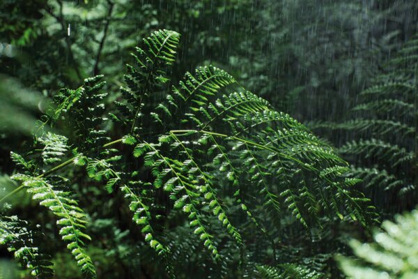 Royal Fern Phytoactive Hair Shampoo Shampoo