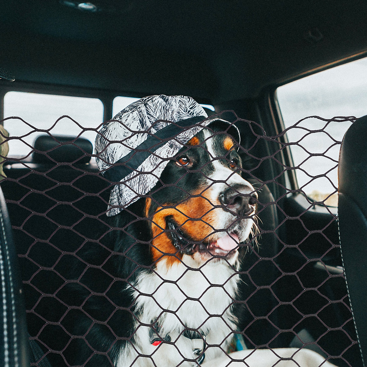 Auto Trennnetz für Hunde