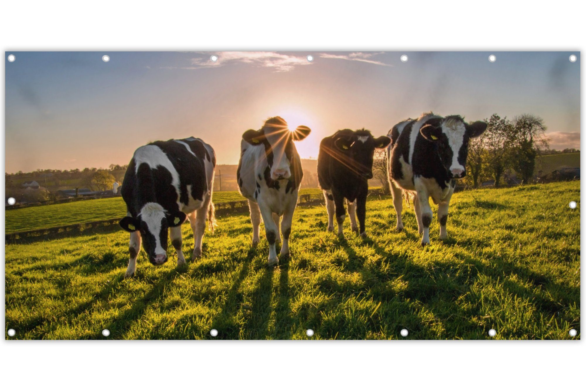 MuchoWow Balkonsichtschutz Kühe - Sonne - Gras - Tiere - Bauernhof (1-St) Balkonbanner, Sichtschutz für den Balkon, Robustes und wetterfest