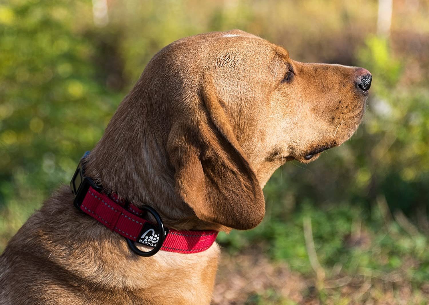 Happilax Hunde-Halsband Hundehalsband gepolstert, größenverstellbar & reflektierend, Rot S Nylon