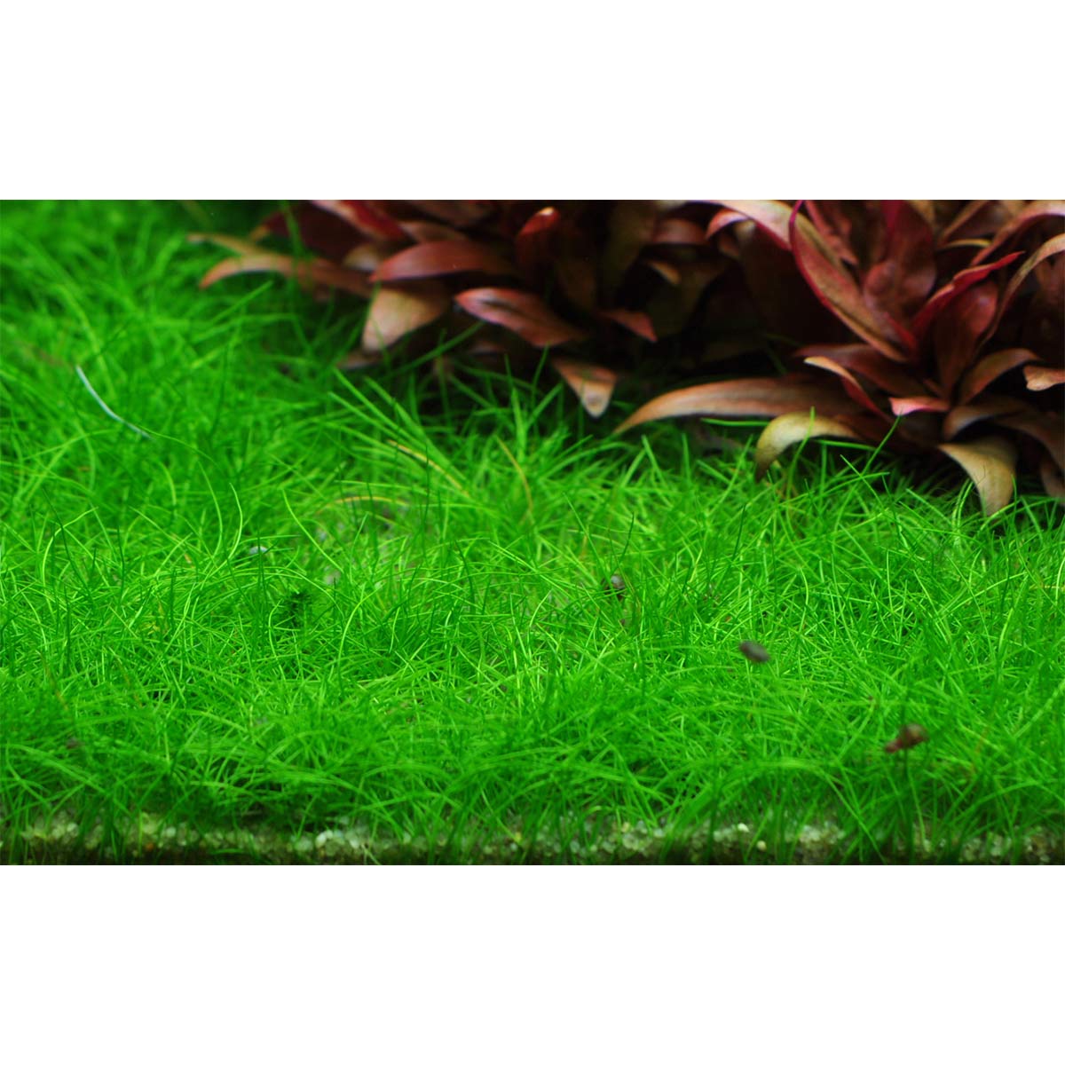 Tropica Aquariumpflanze Eleocharis acicularis 'Mini'