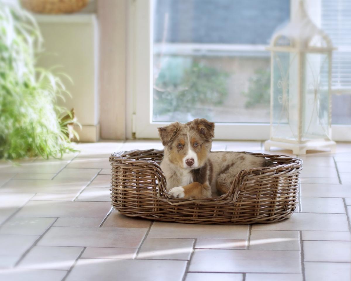 Silvio Design Hunde Heimtierbett Strolchi L