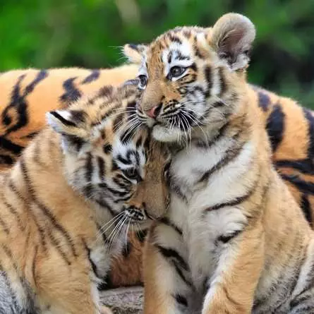 Kinderpuzzle ab 5 Jahren - Panda, Tiger und Löwe - 49 Teile