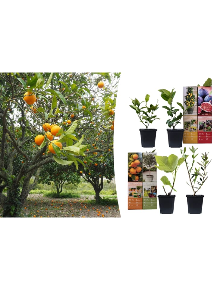 OH2 4er-Set: Mediterrane Pflanzen gesetzt in Bunt günstig kaufen onesize