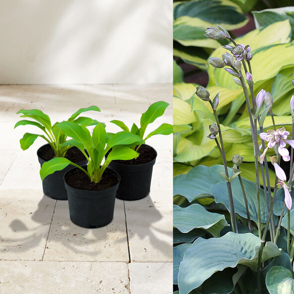 Hosta „Schattenzauber“ 3er-Set