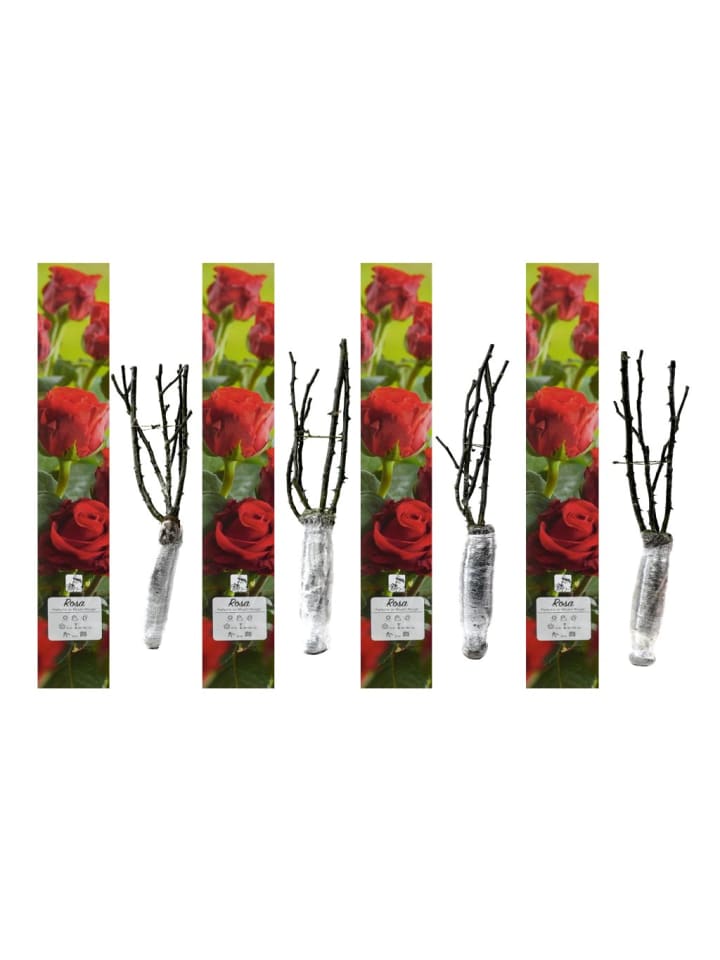 OH2 4er-Set: Duftende großblumige Gartenrosen in Rot günstig kaufen onesize
