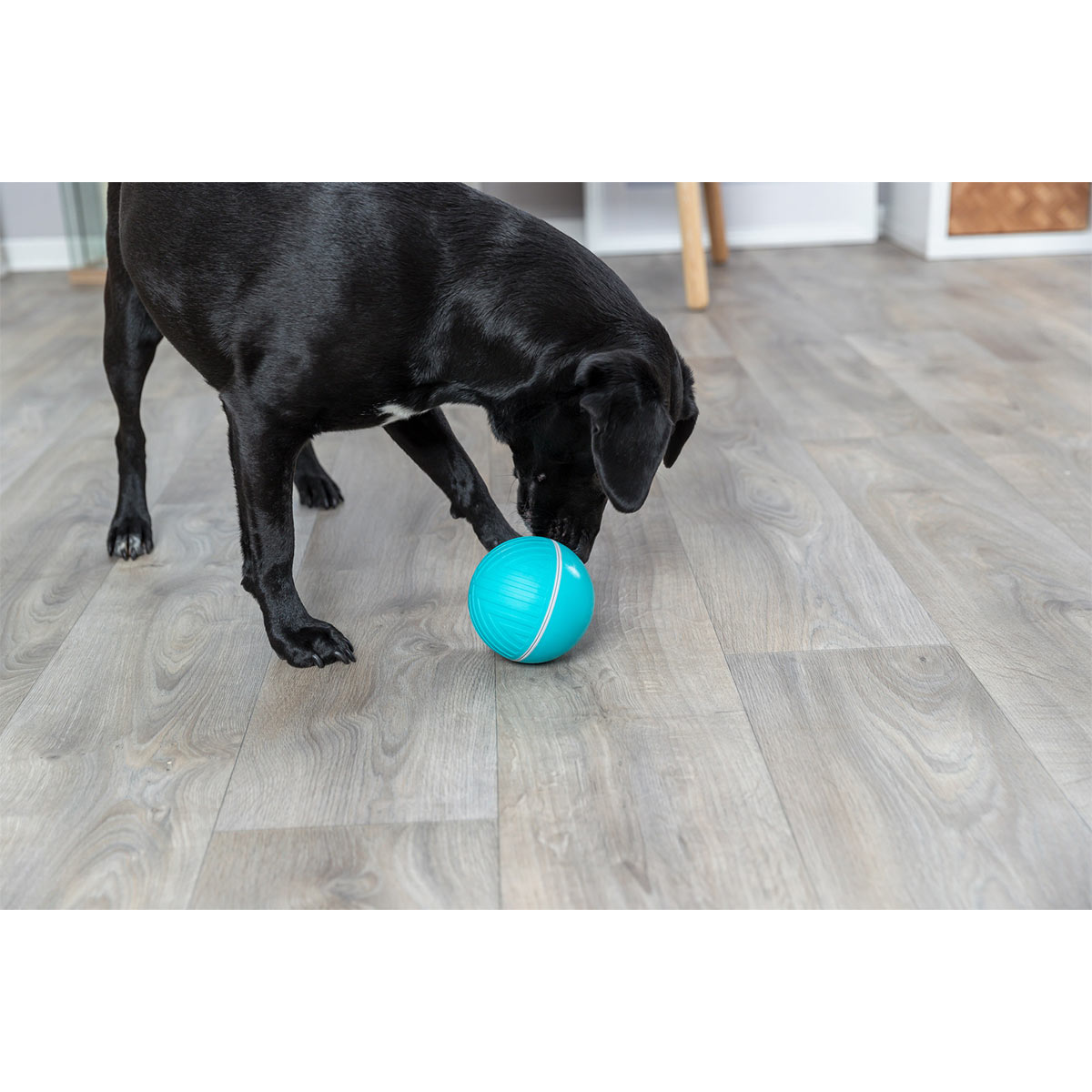 Trixie Snackball günstig kaufen bei ZooRoyal