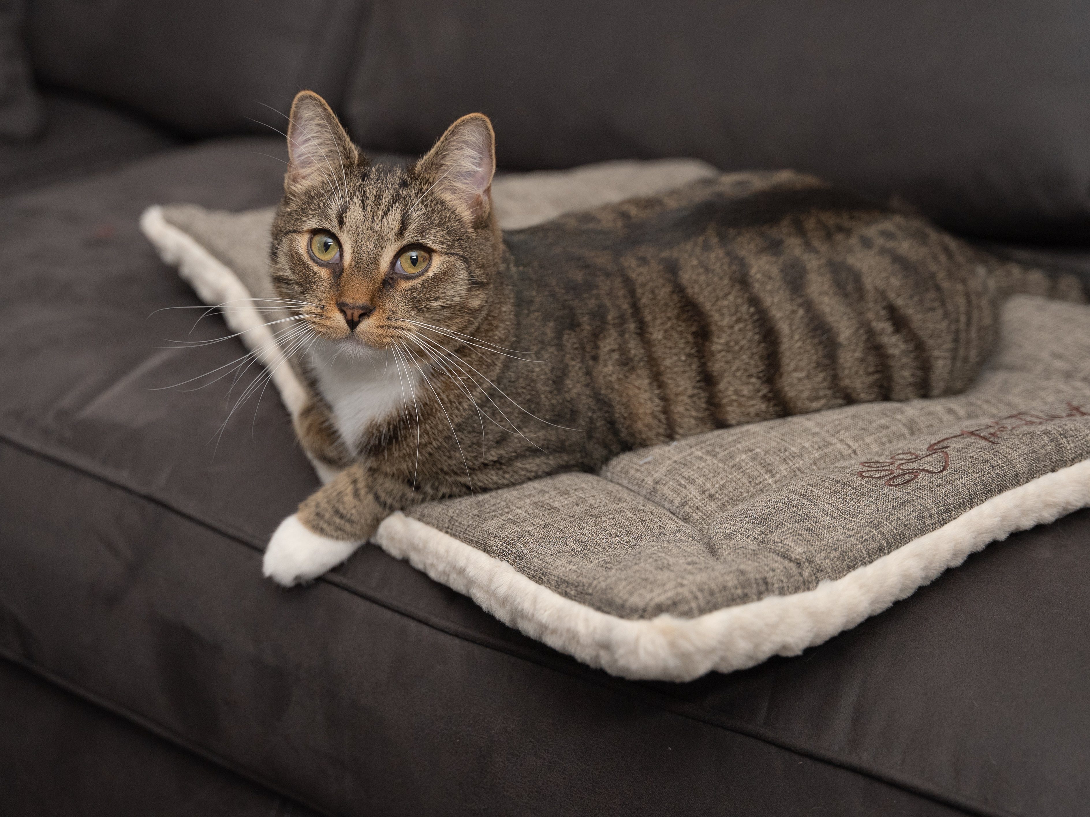 TrendPet Tierdecke Hundedecke 