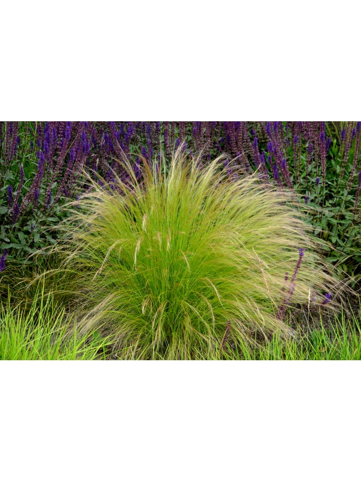 OH2 8er Set: Stipa-Pferdeschwanzgras günstig kaufen onesize