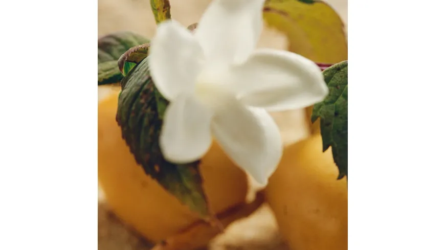 Chloé Nomade Jasmin Naturel Intense Eau de Parfum Intense