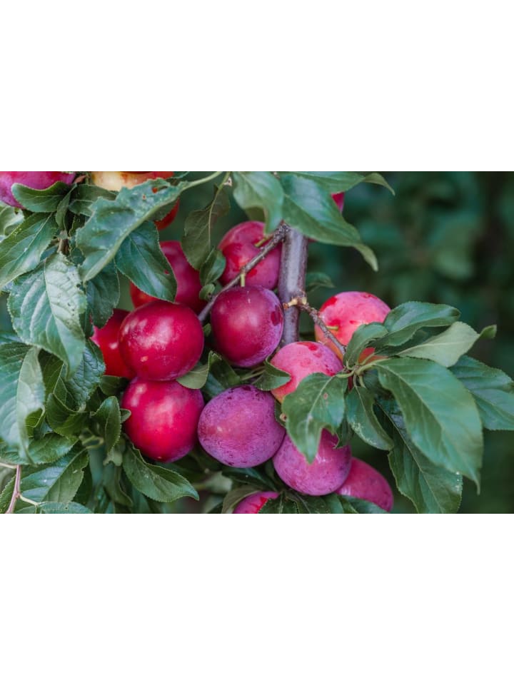 OH2 3er-Set: XXL Pflaume Hauszwetsche Obstbäume in Bunt günstig kaufen onesize