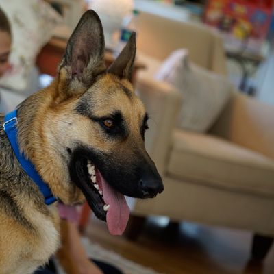 PetSafe® Haustiertür für extremes Wetter
