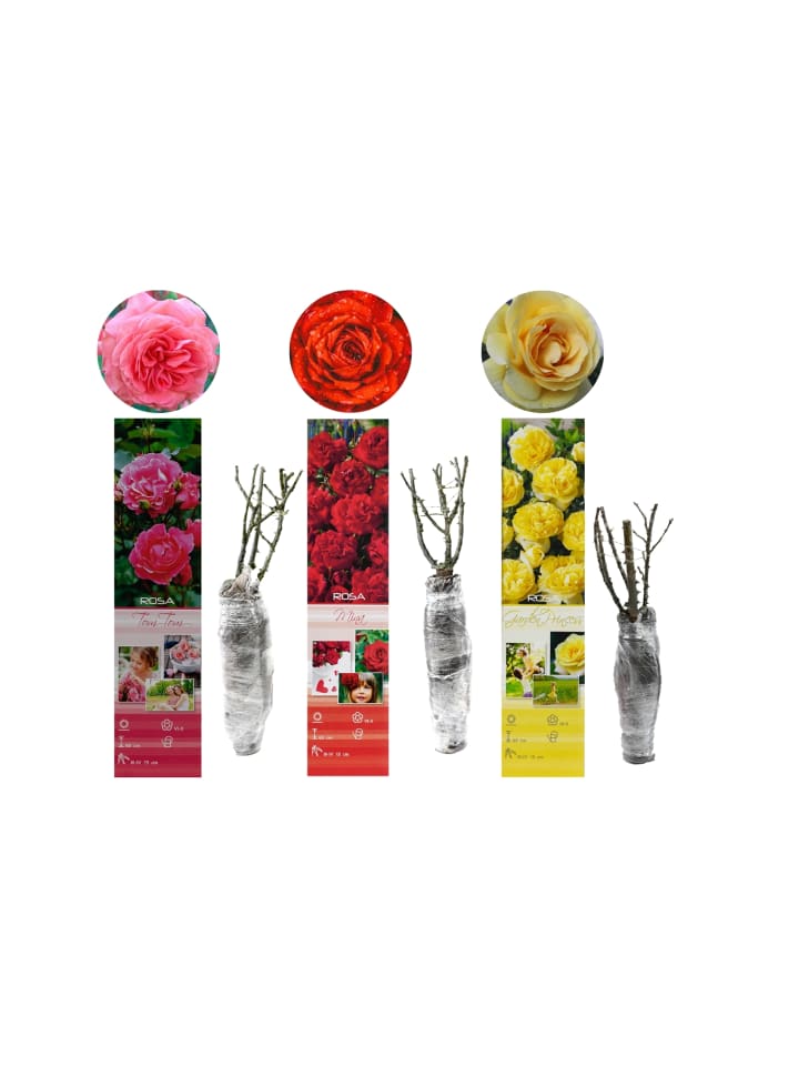 OH2 3er-Set Polyantha Rosen Mix in Bunt günstig kaufen onesize