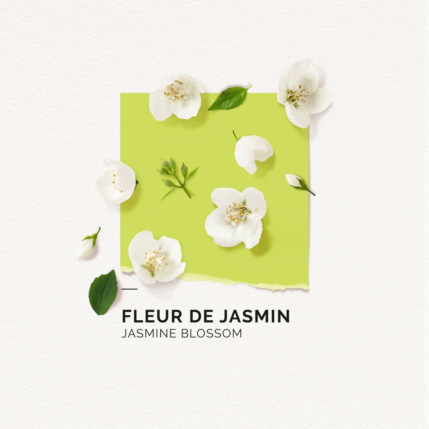 Solinotes Flor de jazmín