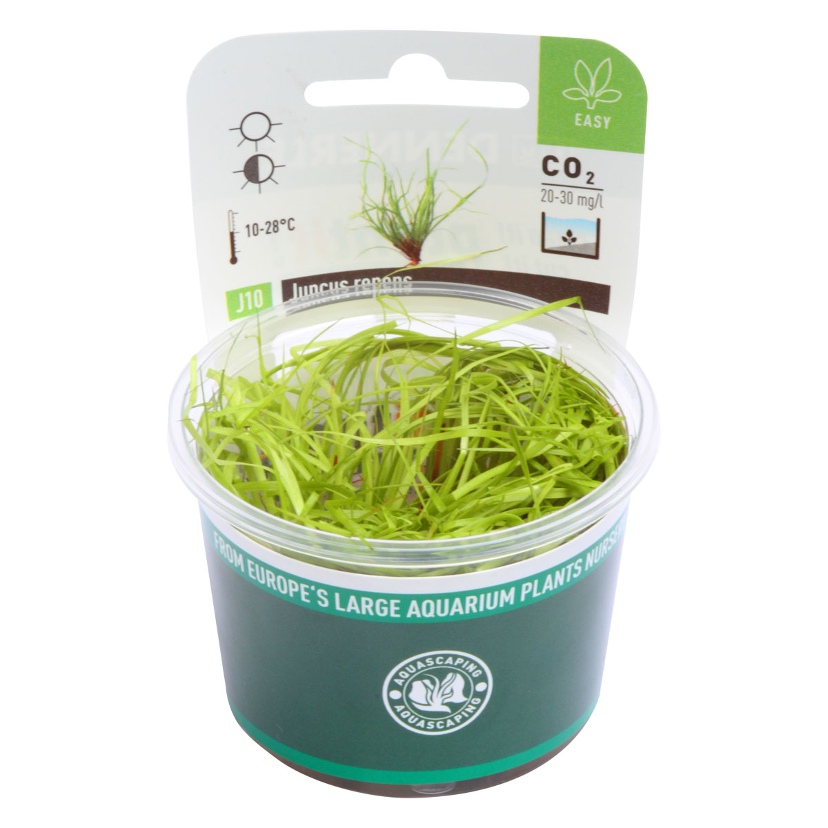 Dennerle Plants Juncus repens In-Vitro kaufen