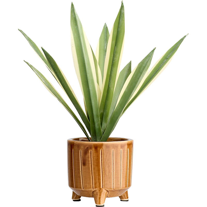 Home Maguey 40 cm kunstig sukkulent plante