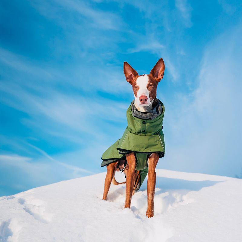 Rukka Warmup Hundemantel, oliv zu TOP-Preisen